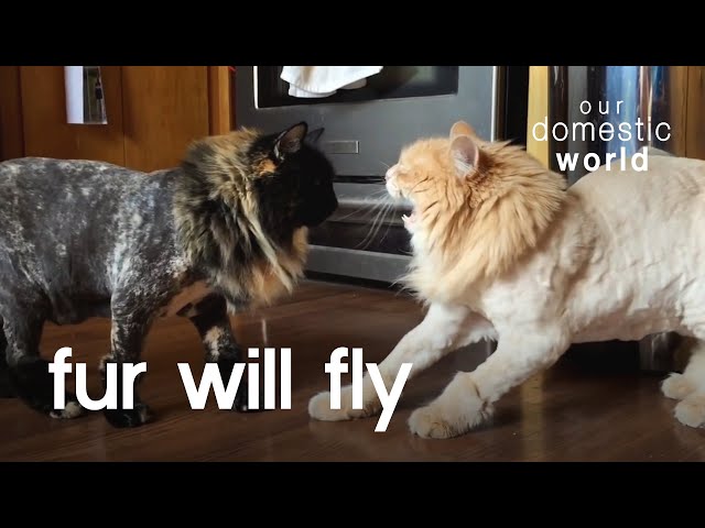 Let The Fur Fly | Our Domestic World