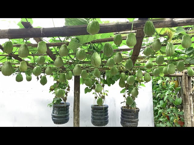 Planting a Chayote rig 'counting tired hands' does not run out of fruit of the farmer