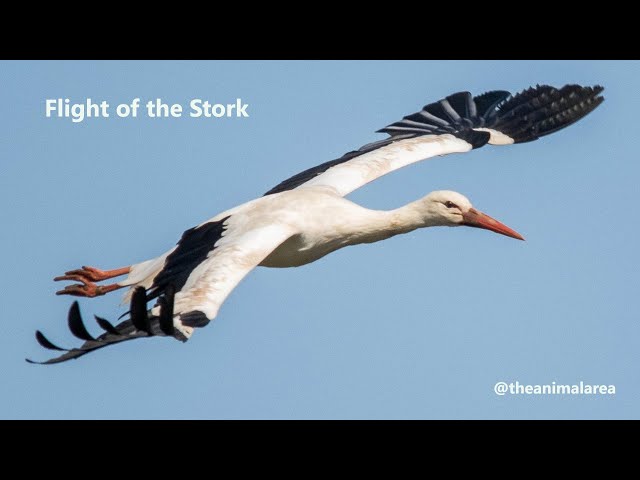 Flight of the Stork - Nature Documentary