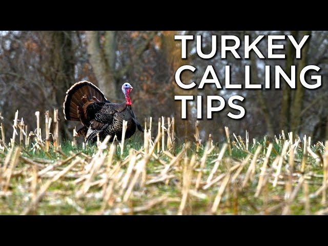 Turkey Calling Tips For Beginners Part 2