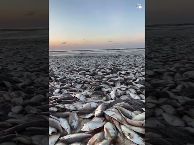 Hundreds of Menhaden fish die at Quintana Beach County Park