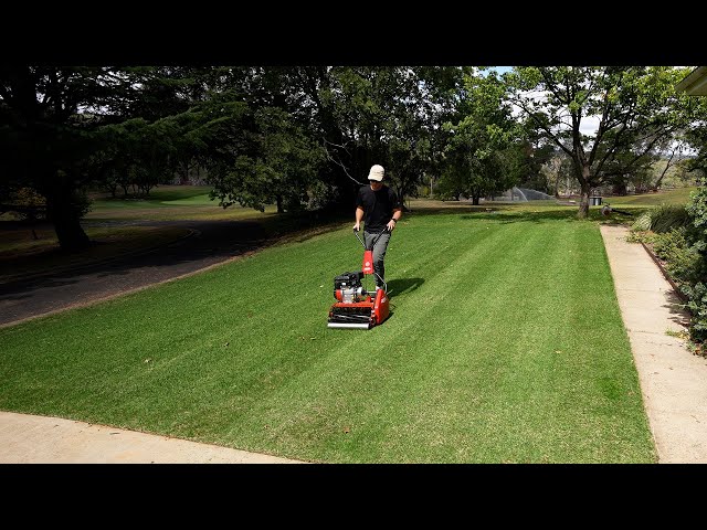 First Reel Mow on My Ryegrass Seed // Week 2 Seed Results