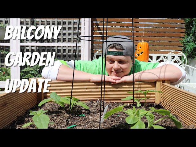 October Balcony Garden Update