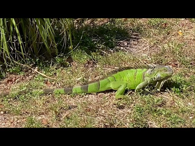 Monster in backyard 🦎😲 #iguana #reptile #wildlife #nature