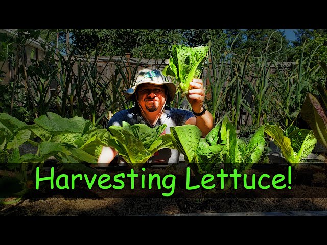 Guide To Harvesting Lettuce - Garden Quickie Episode 4