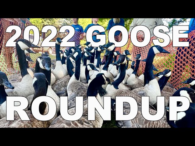 How Do Canada Geese Get Banded? 2022 KY Goose Roundup