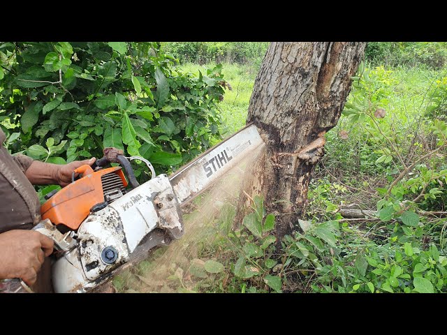 Nice Tree Felling Skills Technique, Cutting And Sawing Process With Chainsaw MS720 STIHL