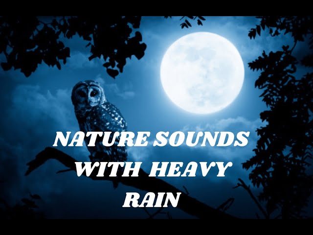 Owls, Crickets, and Frogs with Heavy Rain for Sleep, Study, Relax | Black Screen