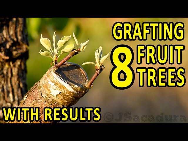 GRAFTING 8 FRUIT TREES – with RESULTS | Plum, Almond, Pear, Apple, Nectarine, Fig, Peach and Olive