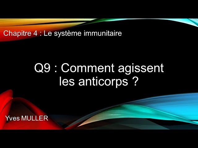 Chap 4 : Le système immunitaire - Q9 : Comment agissent les anticorps ?