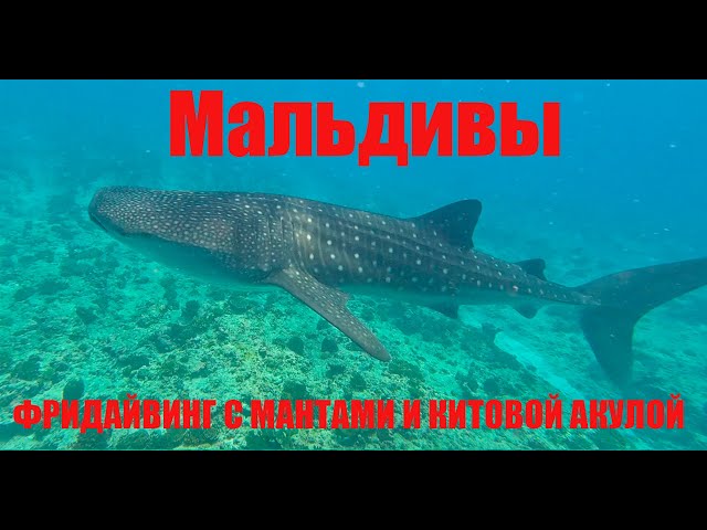 Подводный Мир на Мальдивах - Фридайвинг с китовой акулой и Мантами