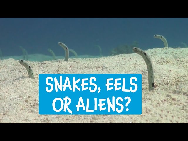 Great Barrier Reef - Meet the Locals with Divers Den [Spotted Garden Eels]