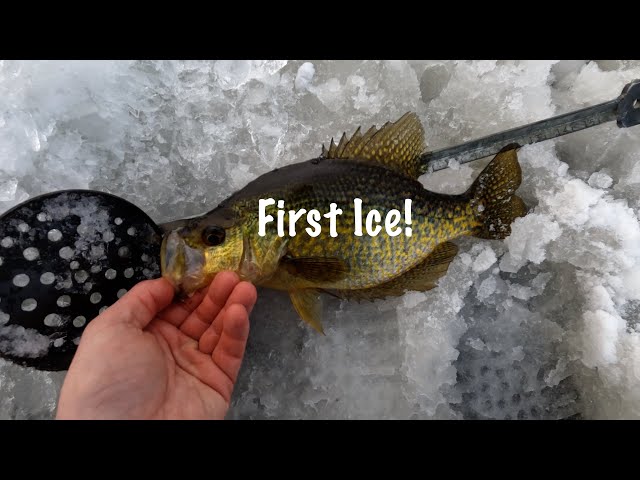 First Ice!! (Testing the ice, my set-up, & some fish, too!)