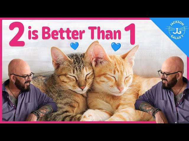 Why You Should Get Another Cat