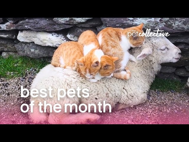 Best Pets of the Month  | The Pet Collective