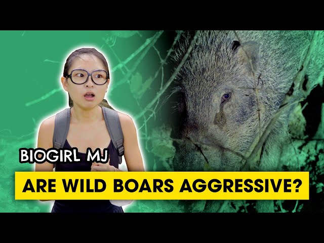 We tracked down wild boars in Singapore!  | Biogirl MJ
