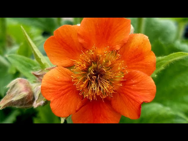Geum Rustico™ Orange  (Avens) // Wonderful Compact, Easy to Grow Perennial