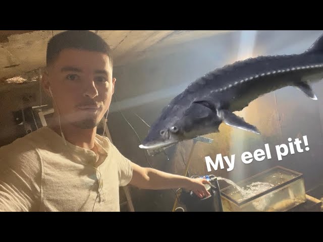 My eel pit explained -filtration, sand, plants