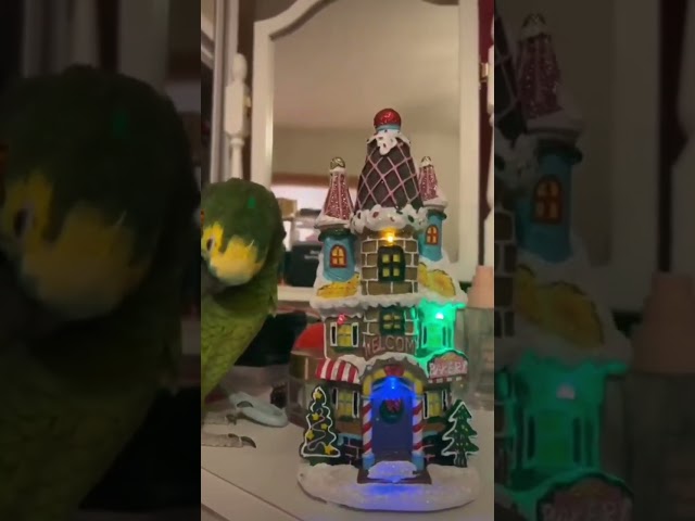 When carollers are at the door #funnyanimals #birds #parrot #pets #carolsinging #christmas