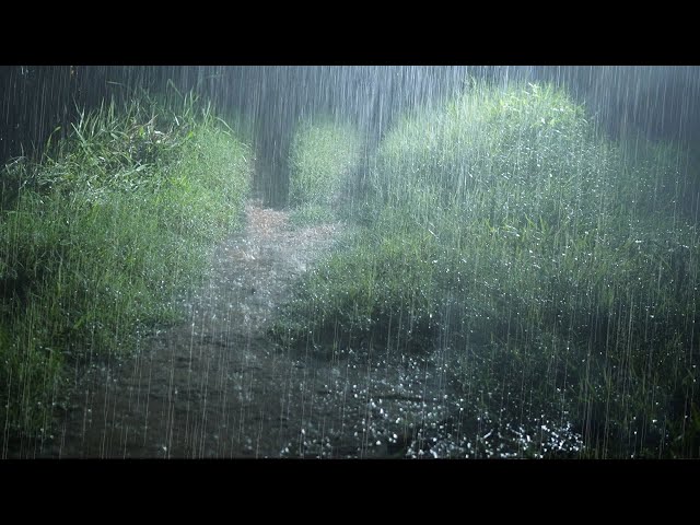 Continuous Rain on a Quiet Forest Road with Thunderstorm Sounds - Heavy Rain Sounds for Sleeping