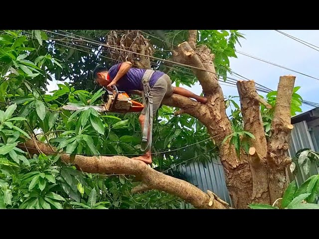 Cưa cây Xoài siêu dây điện / Sawing Mango trees with super electric wires | T623