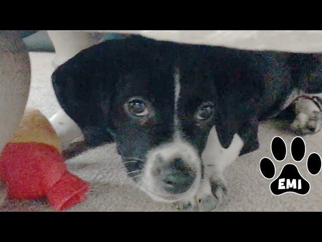 Cute Puppy Emi Biting & Attacking Toys Video for Dog Lovers - Emis World