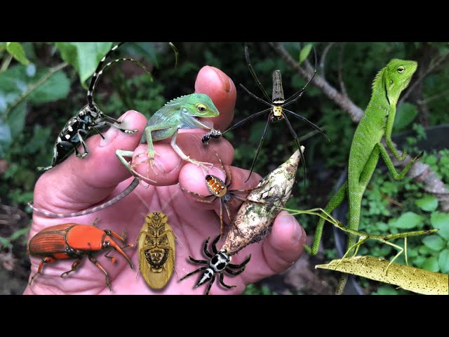 attack and bite of big chameleon‼️catch stick insect, jump spider, black longhorn, roach, red beetle