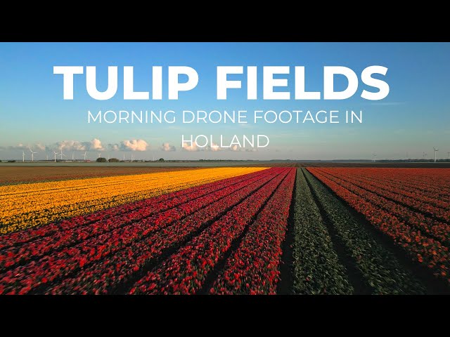 Dutch Tulip Fields - morning drone footage