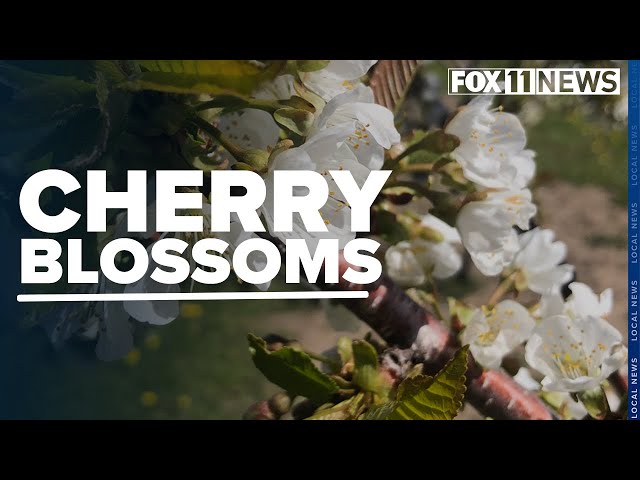 Cherry blossoms back in full at Robertson Orchards