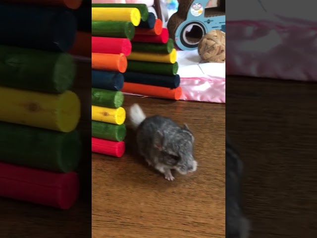 Baby Chinchilla (Sunny) one week old with her father (Silver).