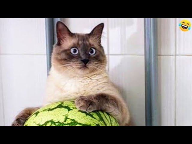 😹🐶 Funniest Cats And Dogs Videos 😁 - Best Funny Animal Videos 2024 🥰Part 1