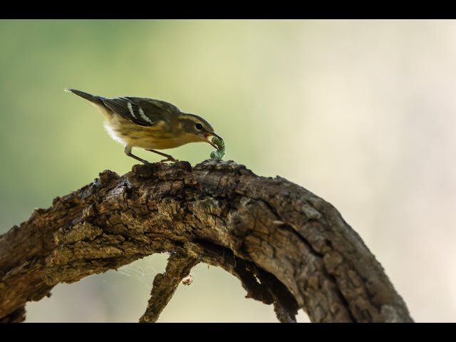 Wild Warblers, Sleepy Sandpiper and Many More Bird Characters in Monthly MN Birding Video - August