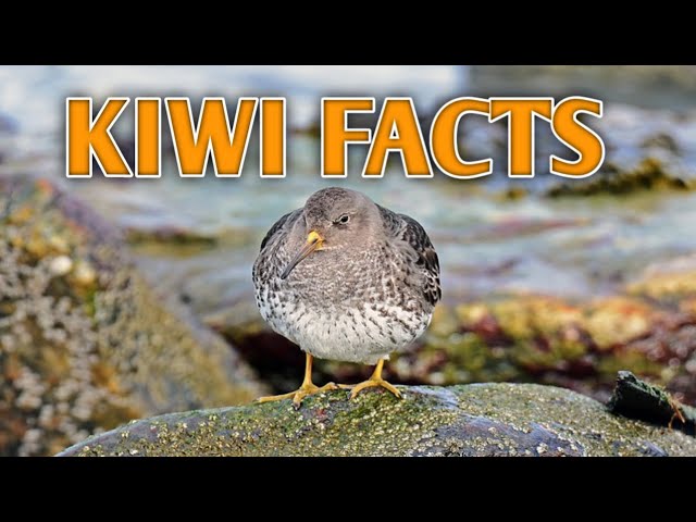 Interesting Facts About the Kiwi.