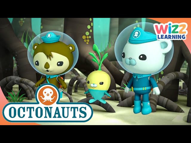 Octonauts - Underwater Forests! | Cartoons for Kids | Wizz Learning