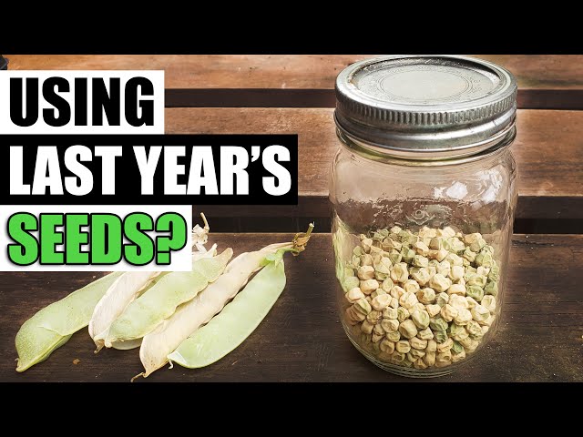 Using Last Years Seeds - Garden Quickie Episode 120