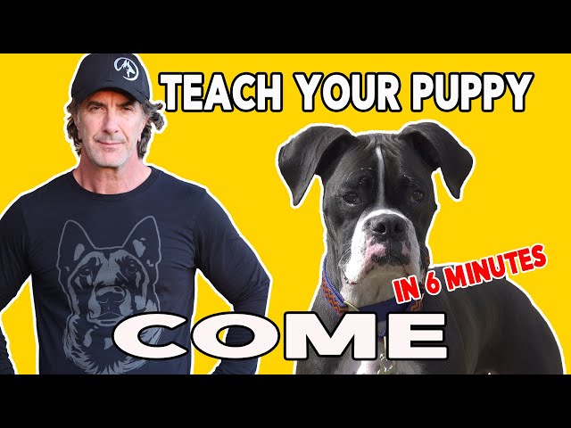 How to teach Your PUPPY to COME When Called - Best Puppy Training