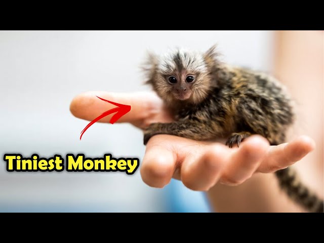 Meet the Pygmy Marmoset : Earth's Smallest Primate!