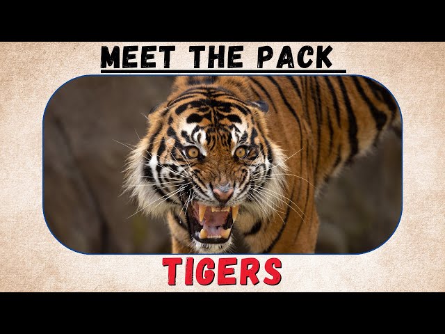 Meet the pack: Tigers