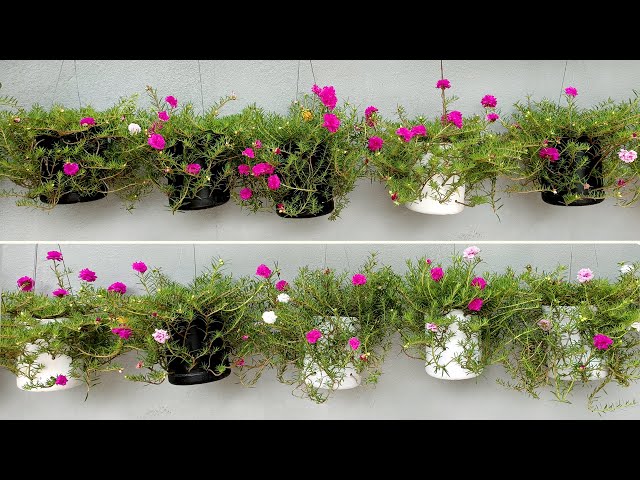 Recycling Plastic Bottles to Grow Moss Rose / Portulaca, Hanging Garden Ideas