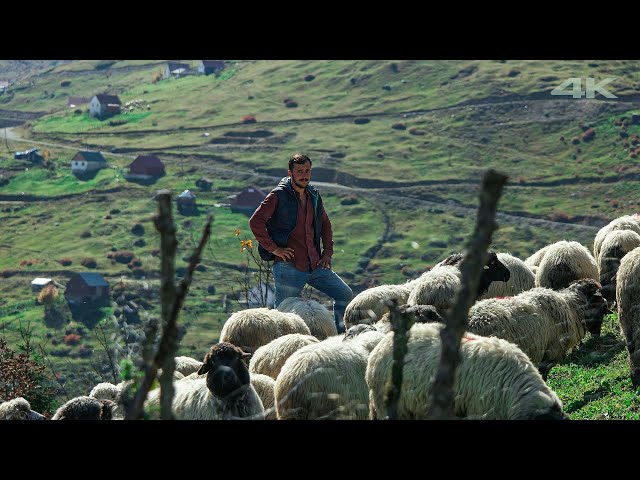 Sheep Shepherd on Sis Mountain Plateau | Documentary ▫️4K▫️