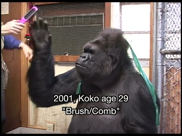 Koko Signs "Brush"