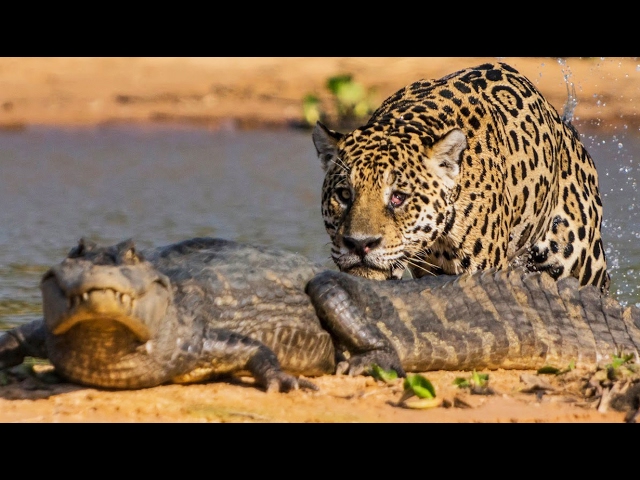 A jaguar attacks a caiman