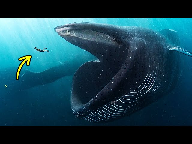 Czy przeżyłbyś, gdyby połknął cię gigantyczny wieloryb?