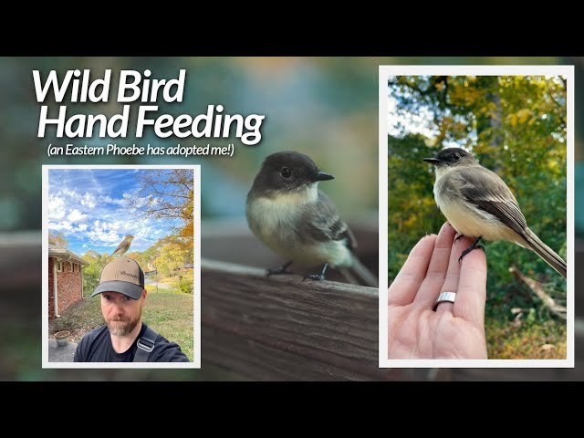 Hand Feeding a Wild Bird // an Eastern Phoebe adopted me!