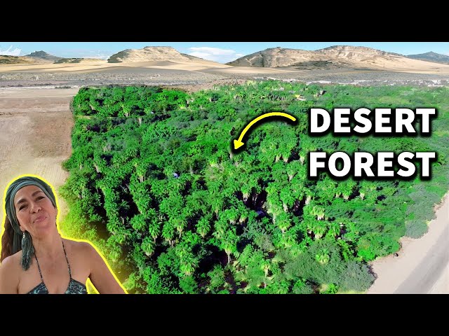 How This Woman Transformed Desert Into Lush Forest!