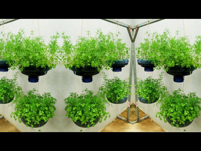 Unbelievable, it's so easy to recycle plastic bottles into hanging towers to grow coriander