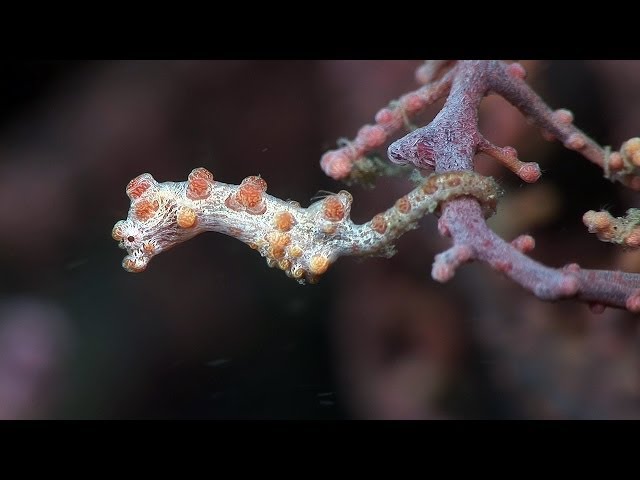 Mucky Secrets - Part 7 - Seahorses, Pipefishes, Ghost Pipefishes & Shrimpfish - Lembeh Strait