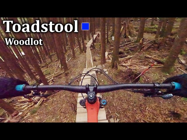 Toadstool - Woodlot