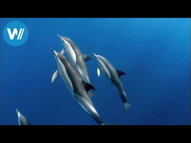 Azoren, das Geschäft mit den Walen (360° - GEO Reportage)