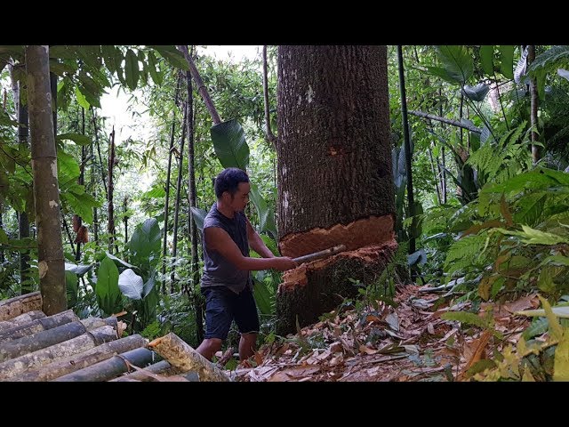 Primitive Skills: Cut the giant tree to inspect the homemade iron axe